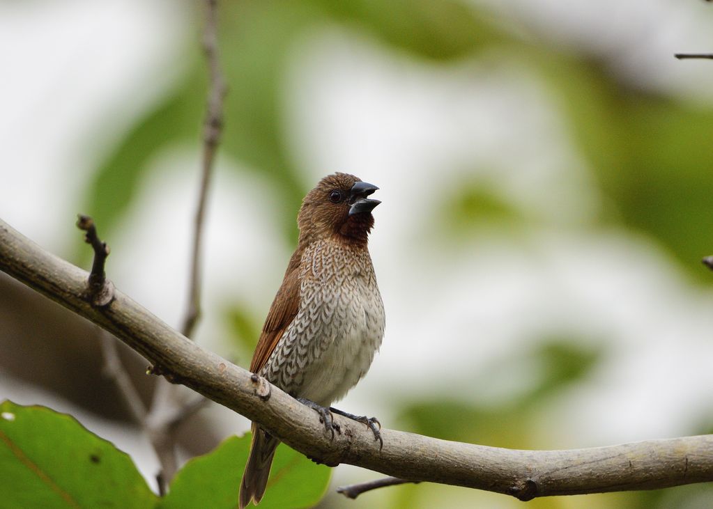 Scaly-breasted Munia