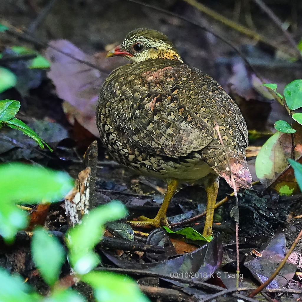 Scaly-Breasted Partridgea