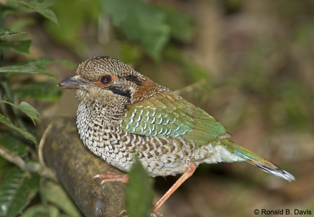 Scaly Ground-Roller MAD SER