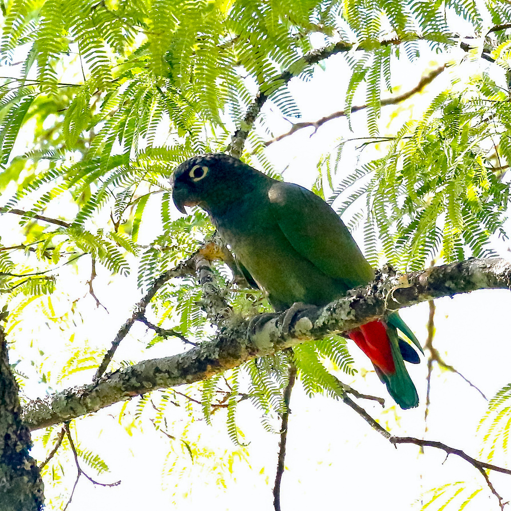 Scaly-headed Parrot