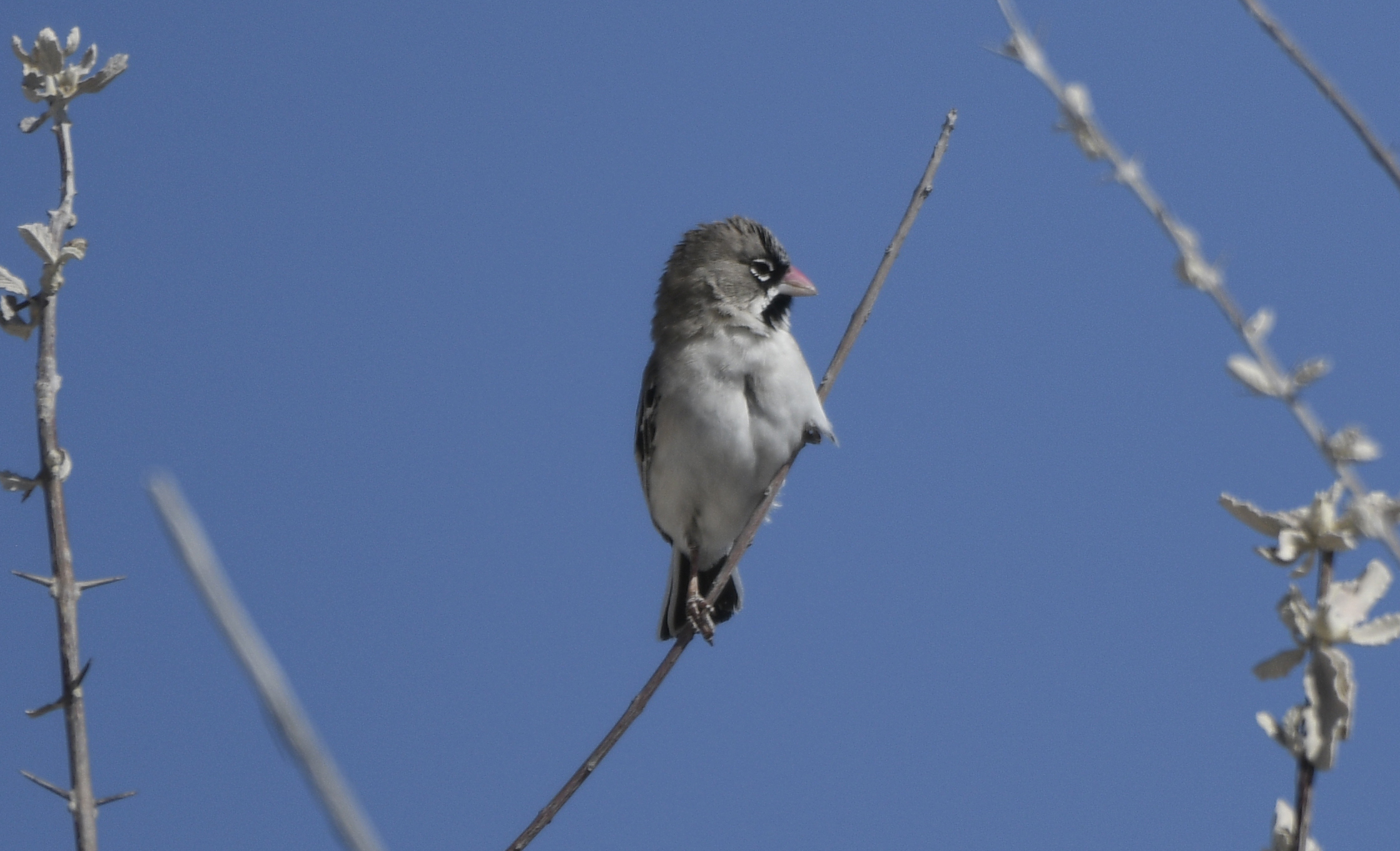 Scaly Weaver, or Scaly-feathered Finch