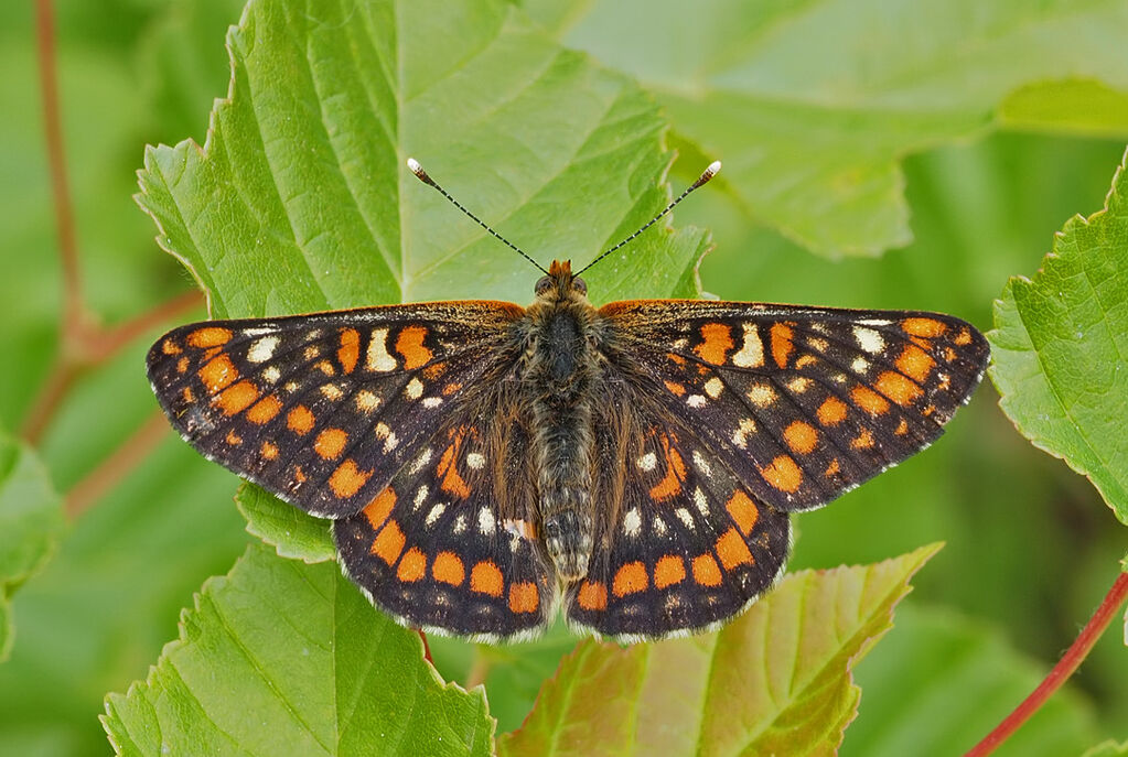 Scarce Fritillary