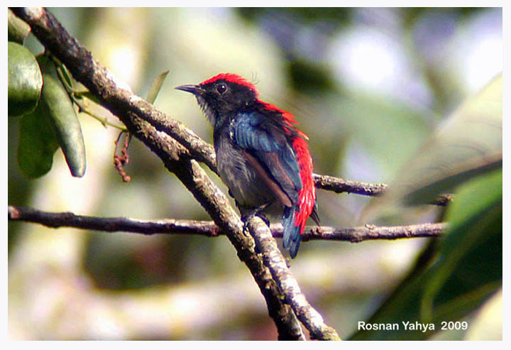 Scarlet-backed flowerpecker (male)