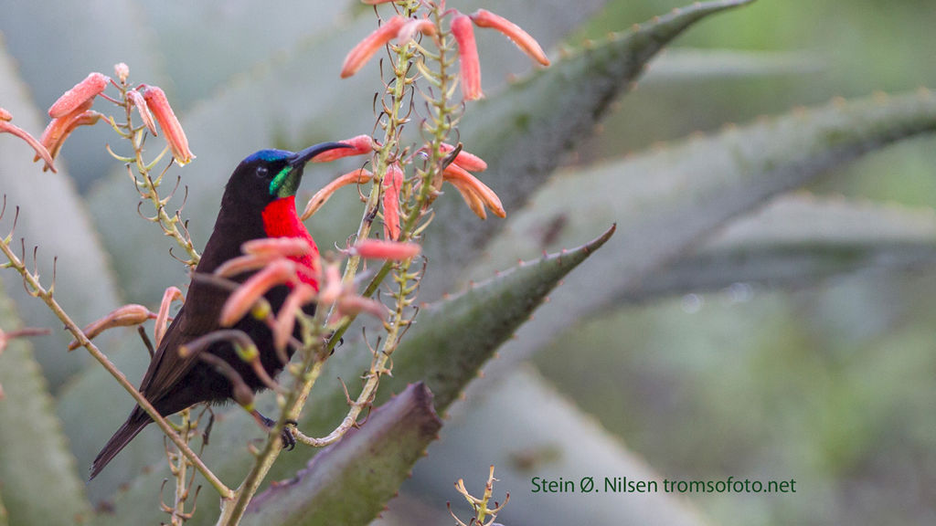 Scarlet-chested sunbird in Aloe, Ndutu lodge