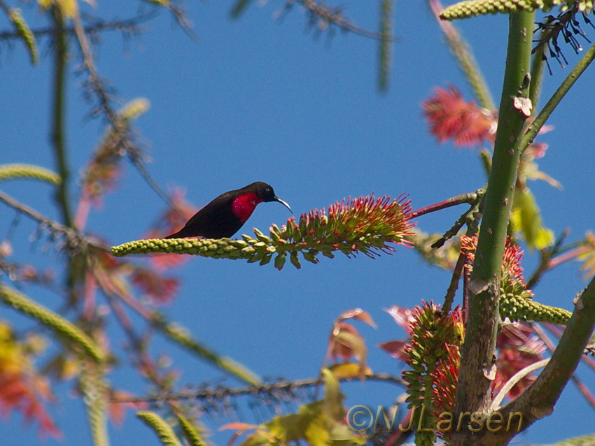 Scarlet-chested Sunbird