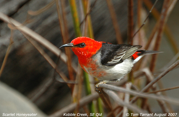 Scarlet Honeyeater