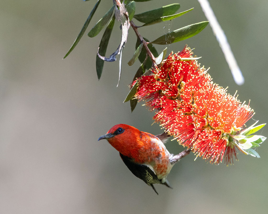 Scarlet Honeyeater