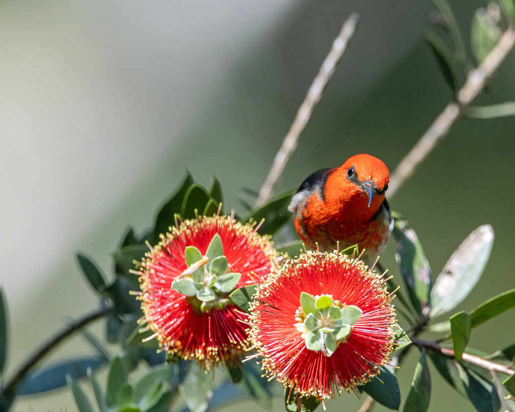 Scarlet Honeyeater