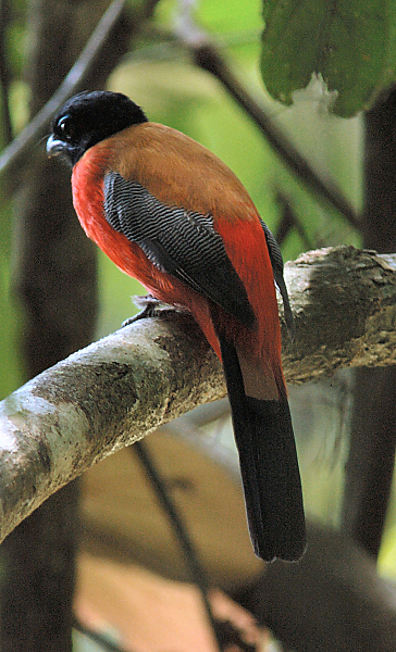 Scarlet-rumped trogon