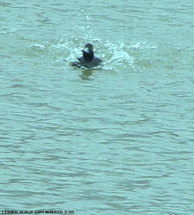 Scaup with an outboard