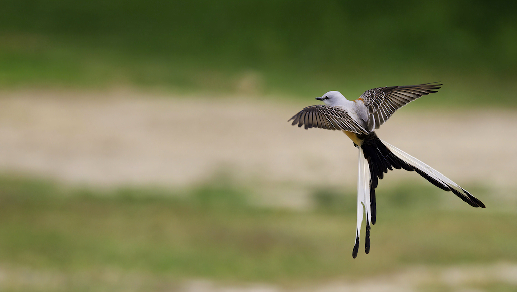 Scissor-tailed Flycatcher.jpg