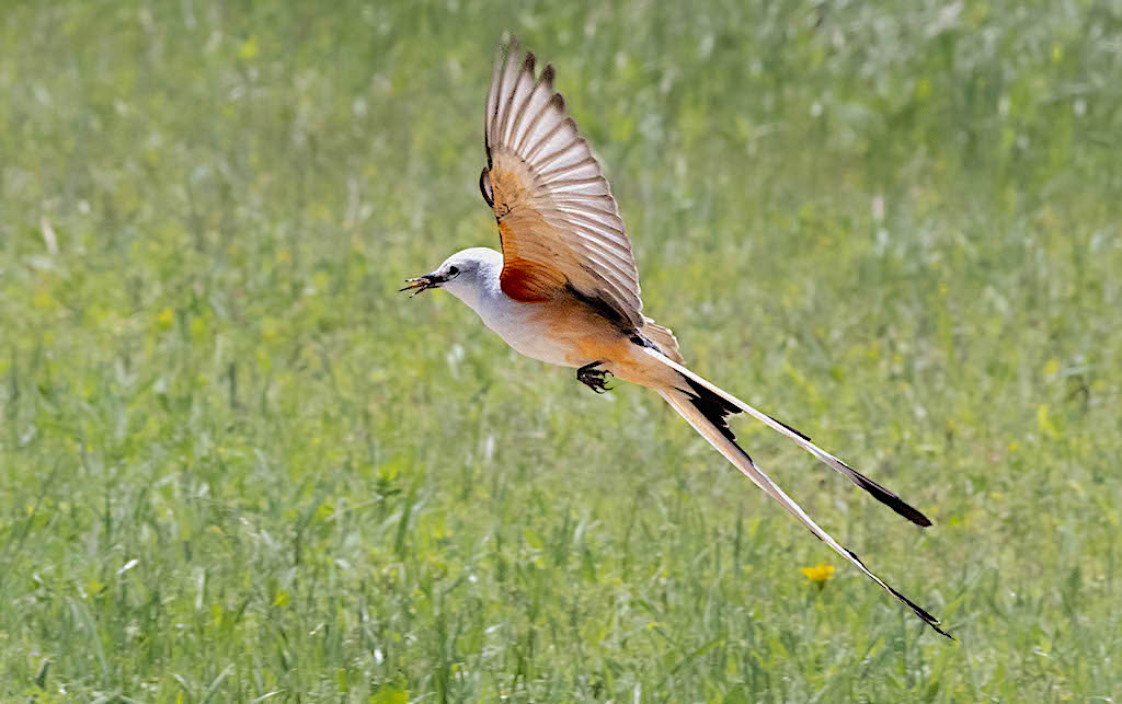 Scissor-tailed Flycatcher