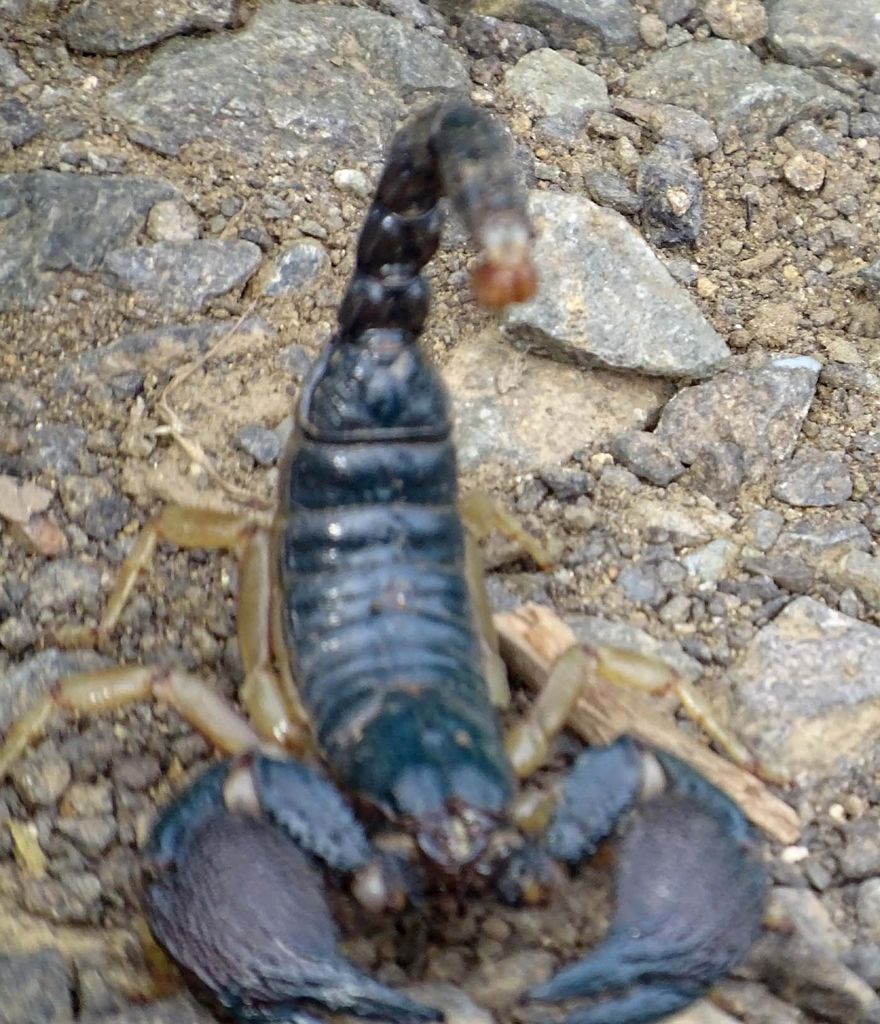 Scorpion