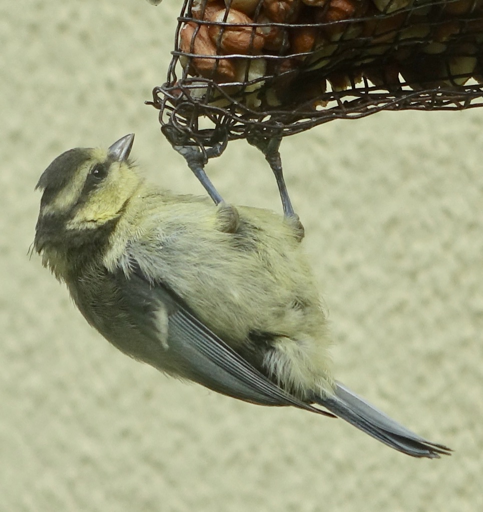 scruffy bluetit