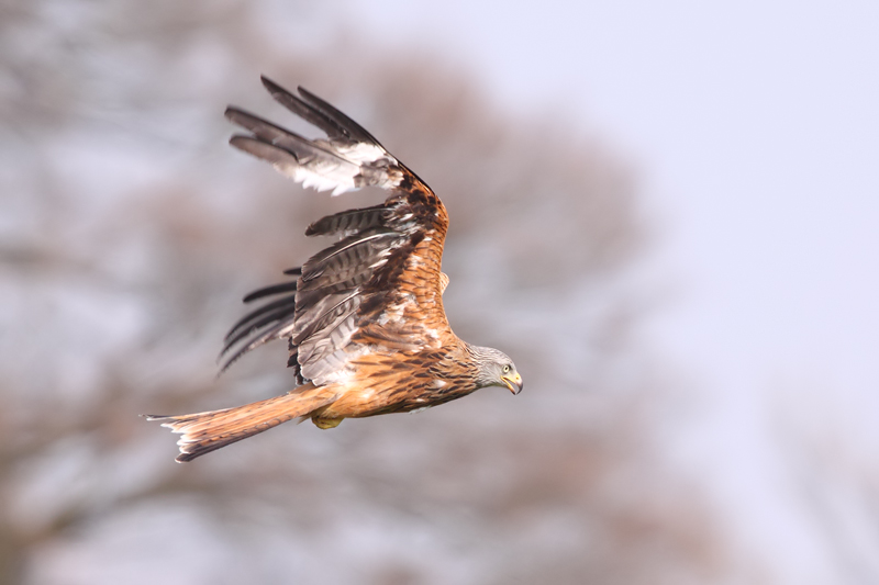 Scruffy Red Kite