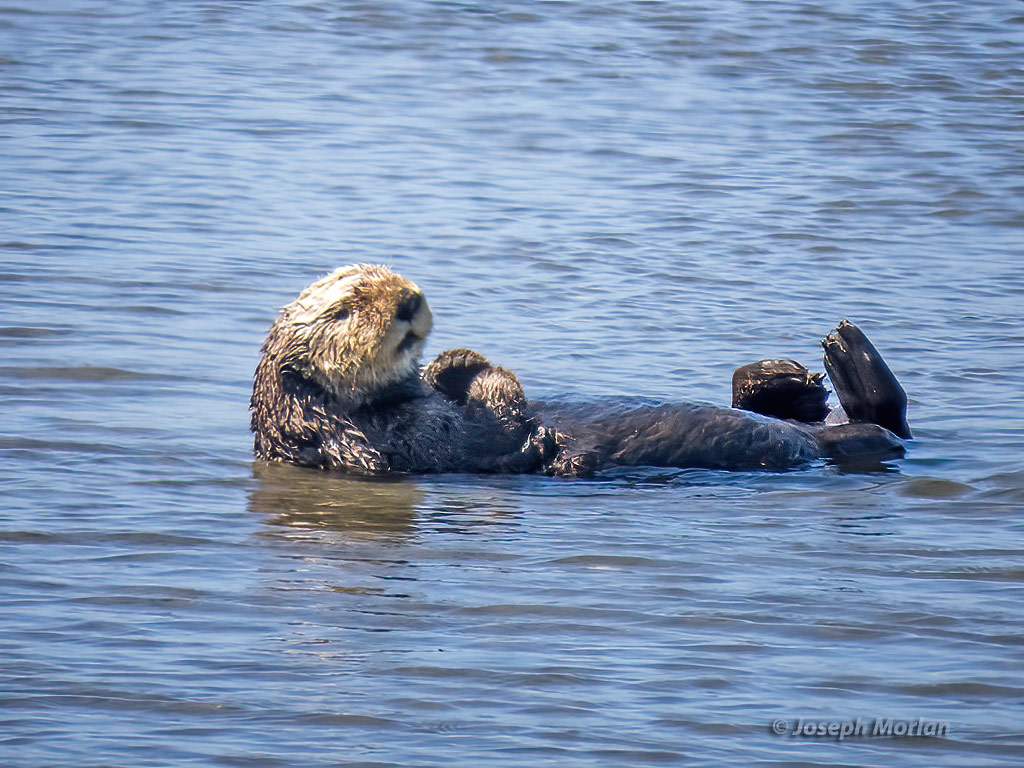 Sea Otter (Enhydra lutris)