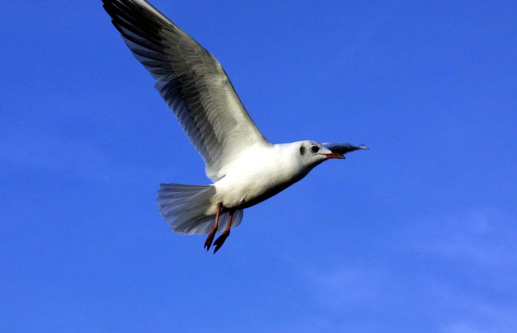 seagull