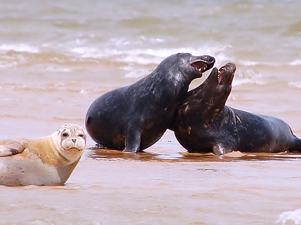 Seals at Blakeney Point Norfolk