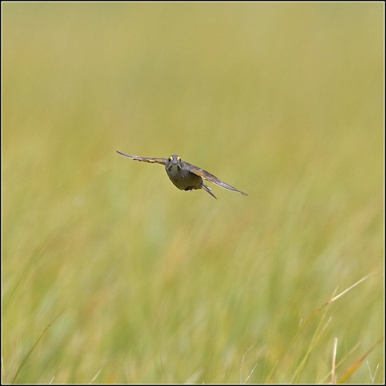 Seaside Sparrow