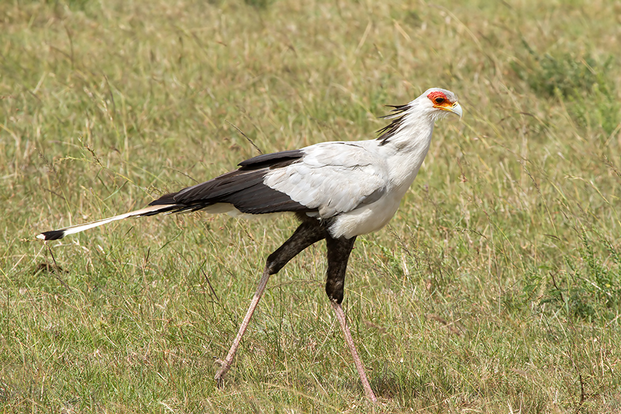 Secretary Bird