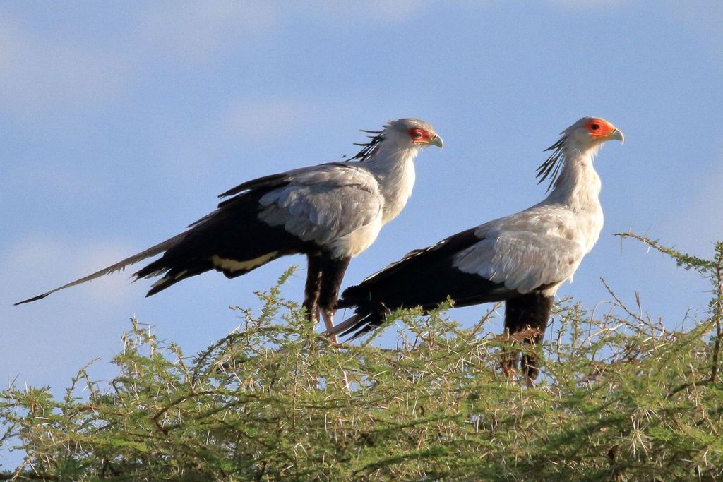 Secretary birds