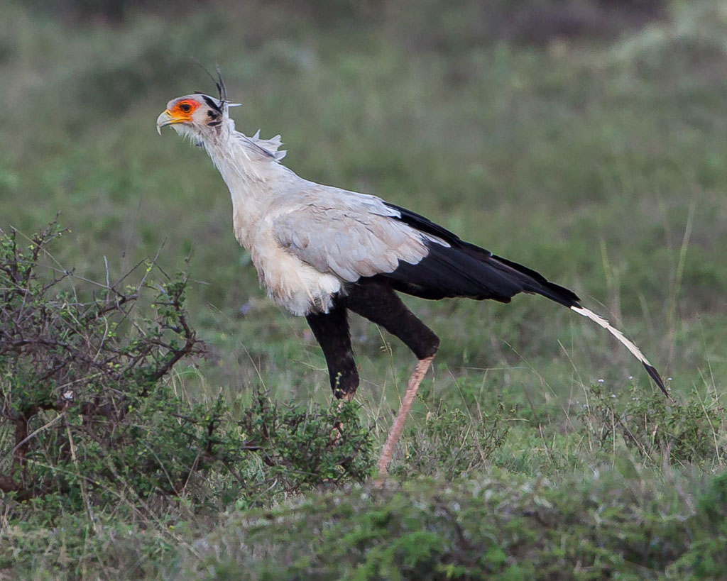 Secretarybird