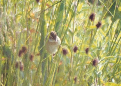 Sedge Warbler