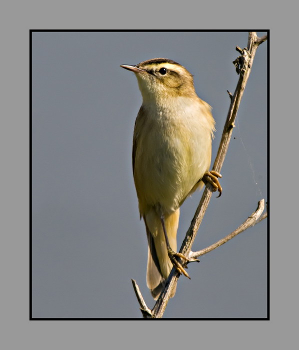 Sedge warbler