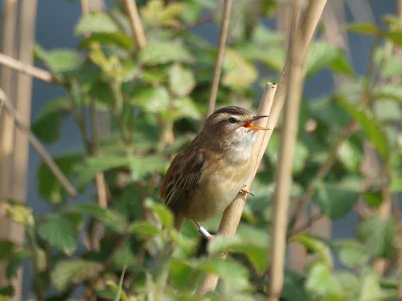 Sedge warbler