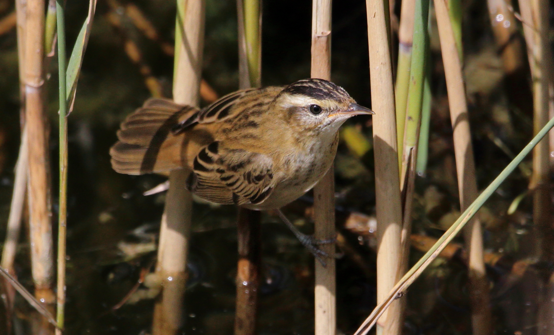 Sedge warbler