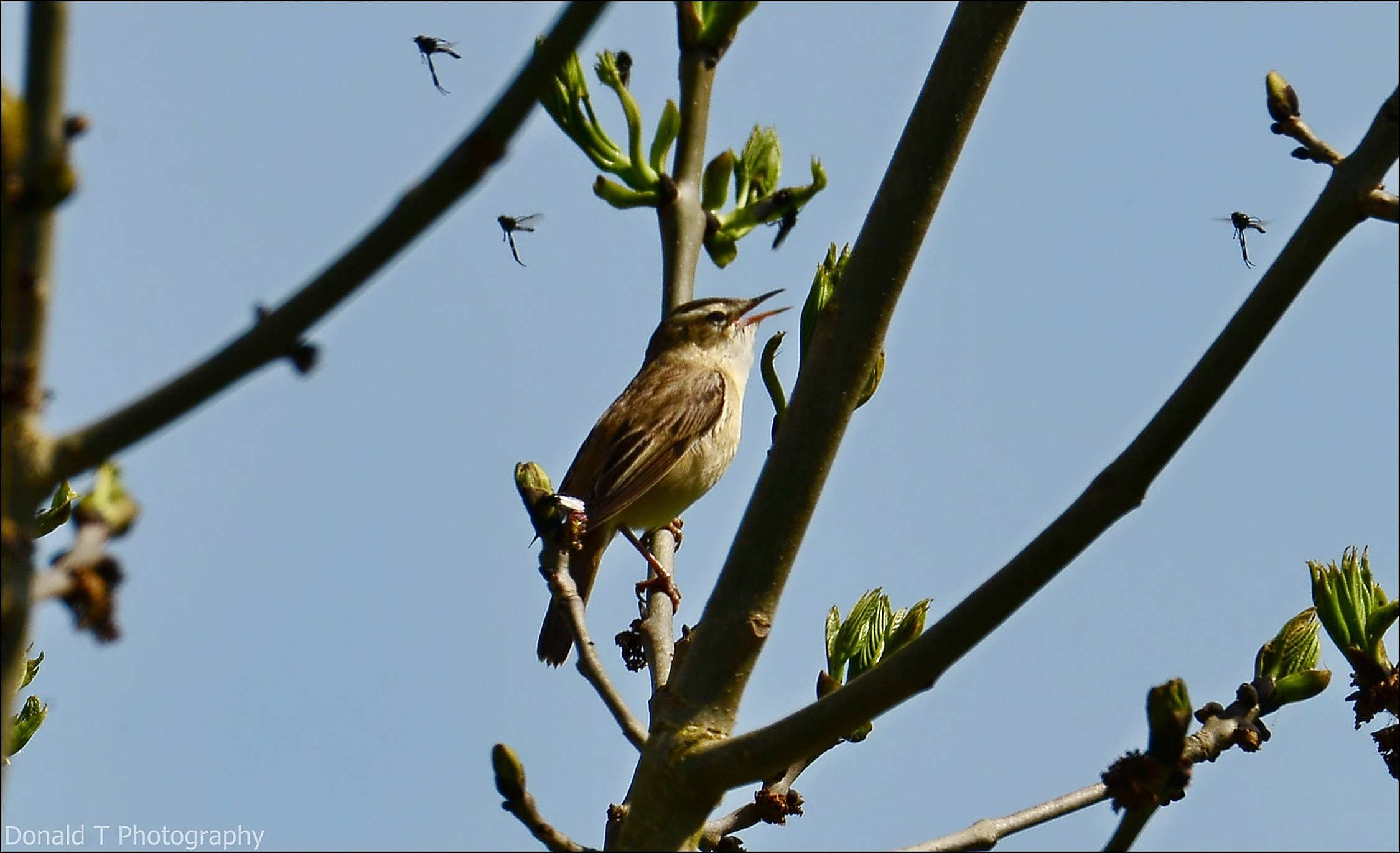 Sedge Warbler.