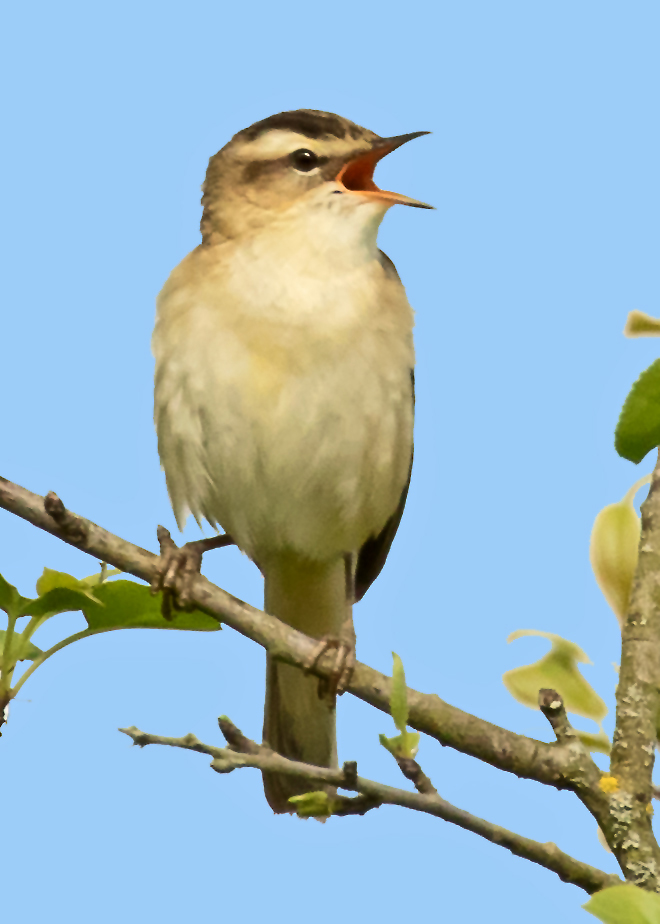 Sedge Warbler