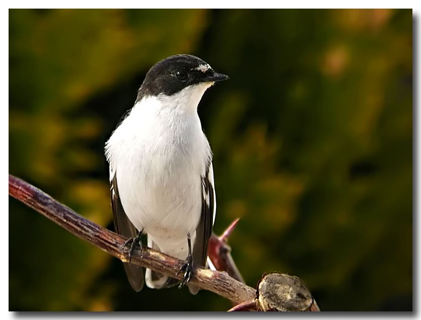 Semi collared flycatcher