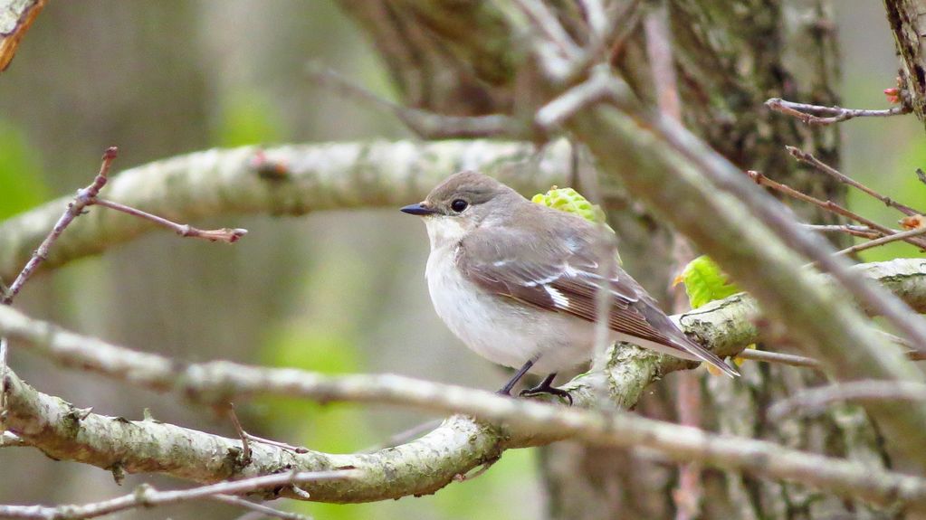 Semicollared Flycatcher (female)