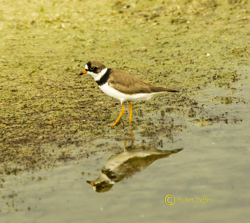 Semipalmated Plover