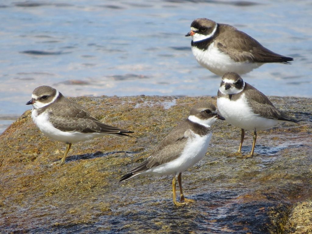 Semipalmated Plovers