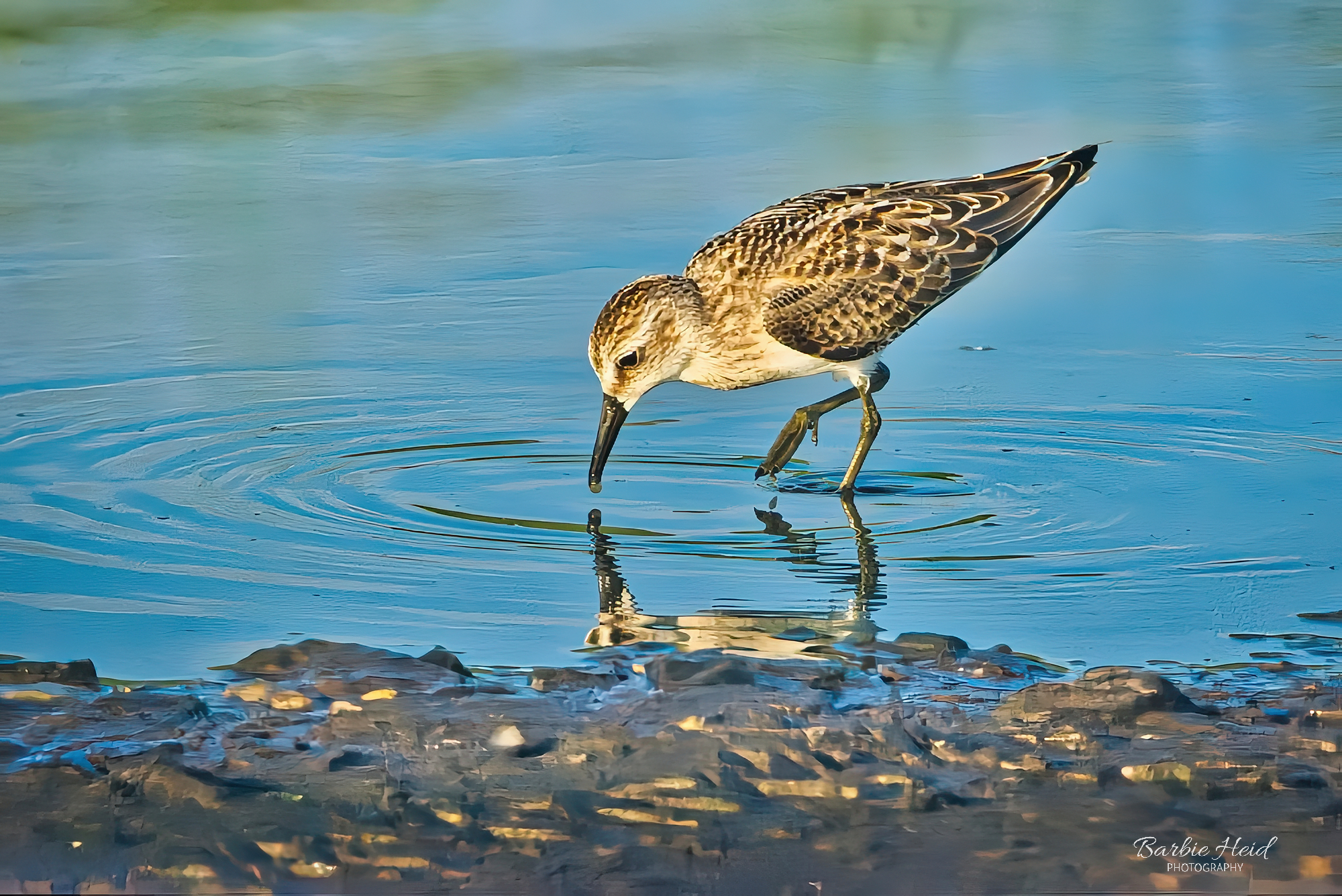 Semipalmated Sandpiper