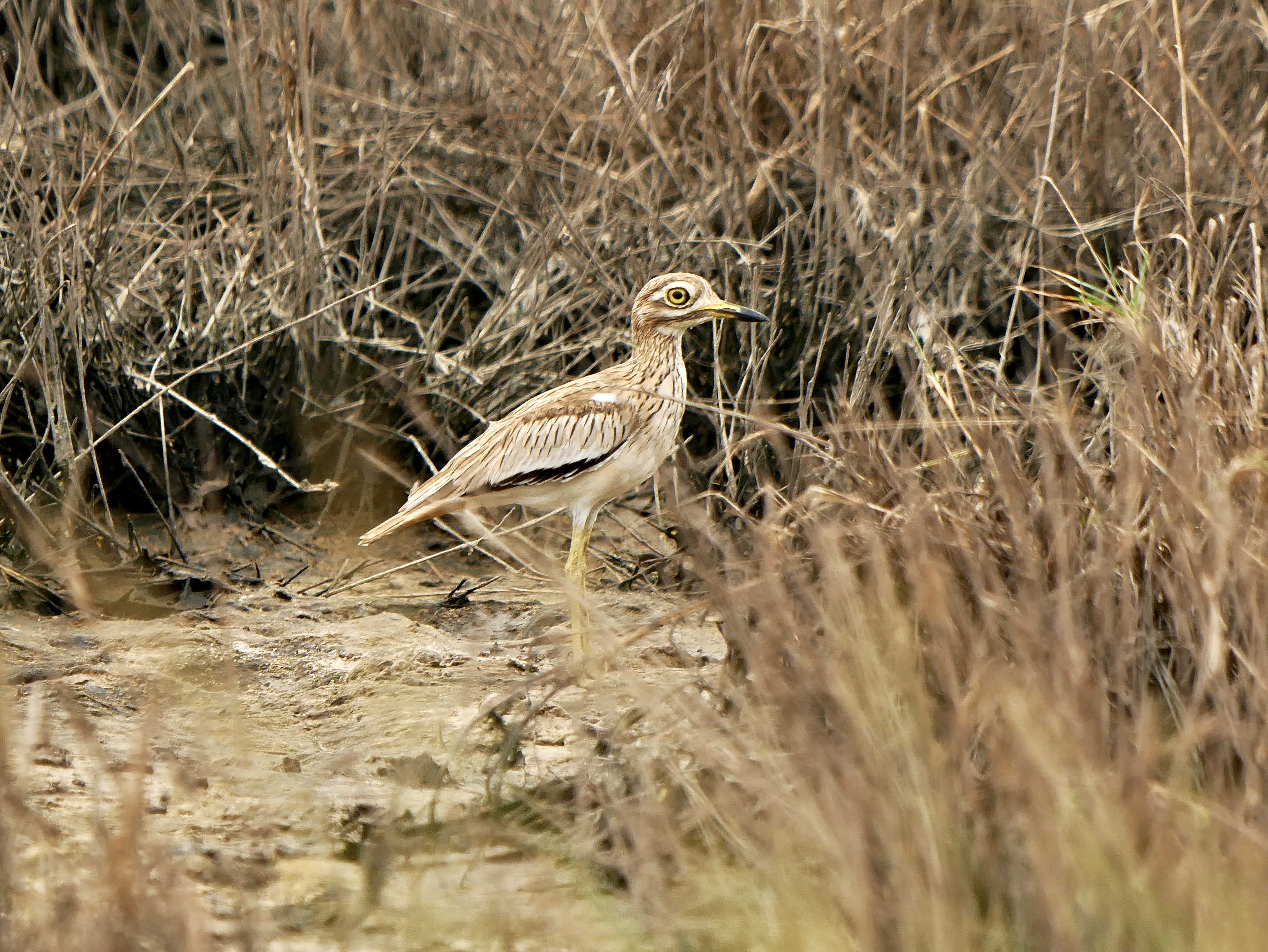 Senegal Thick Knee