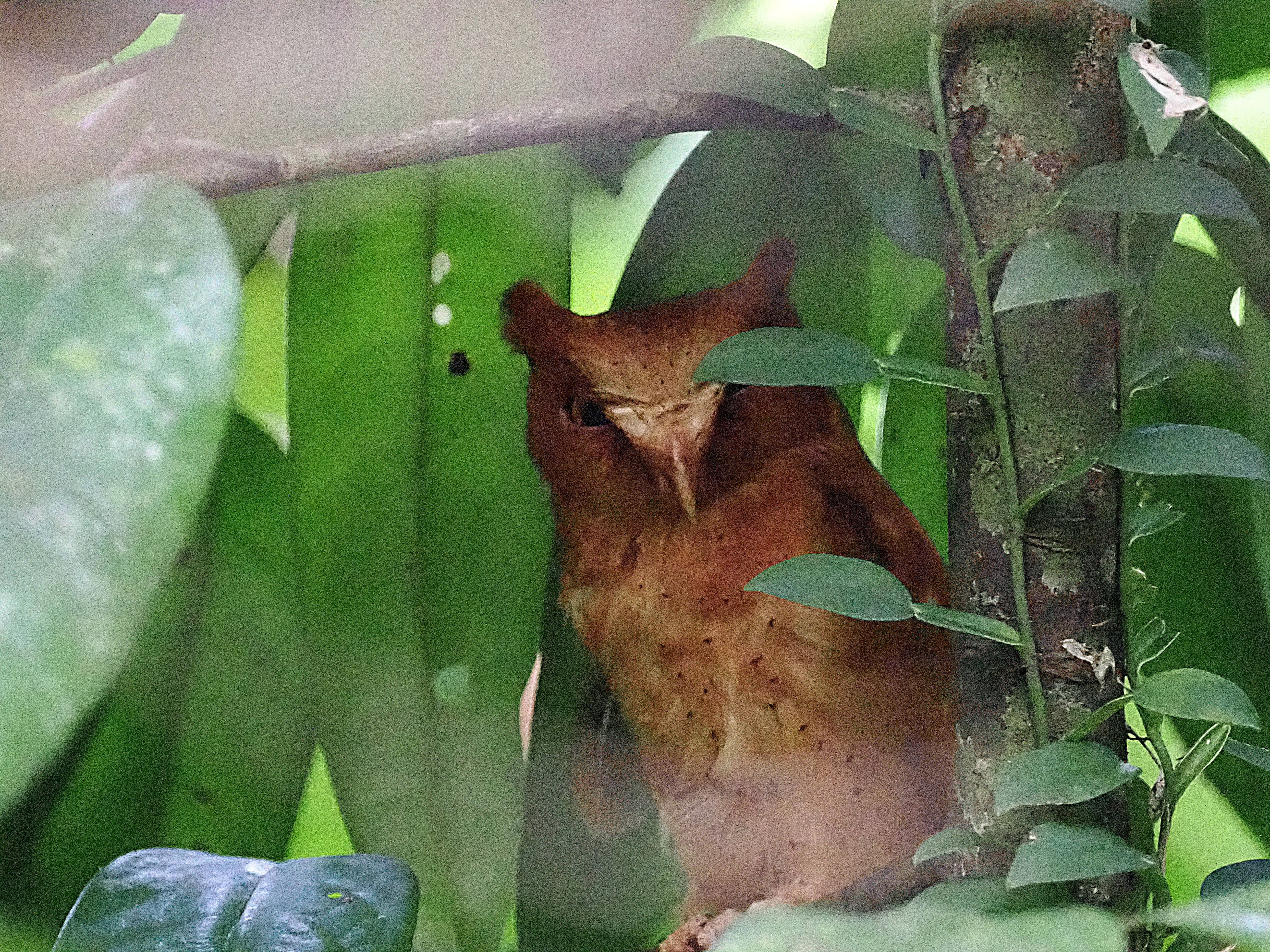 Serendib Scops Owl