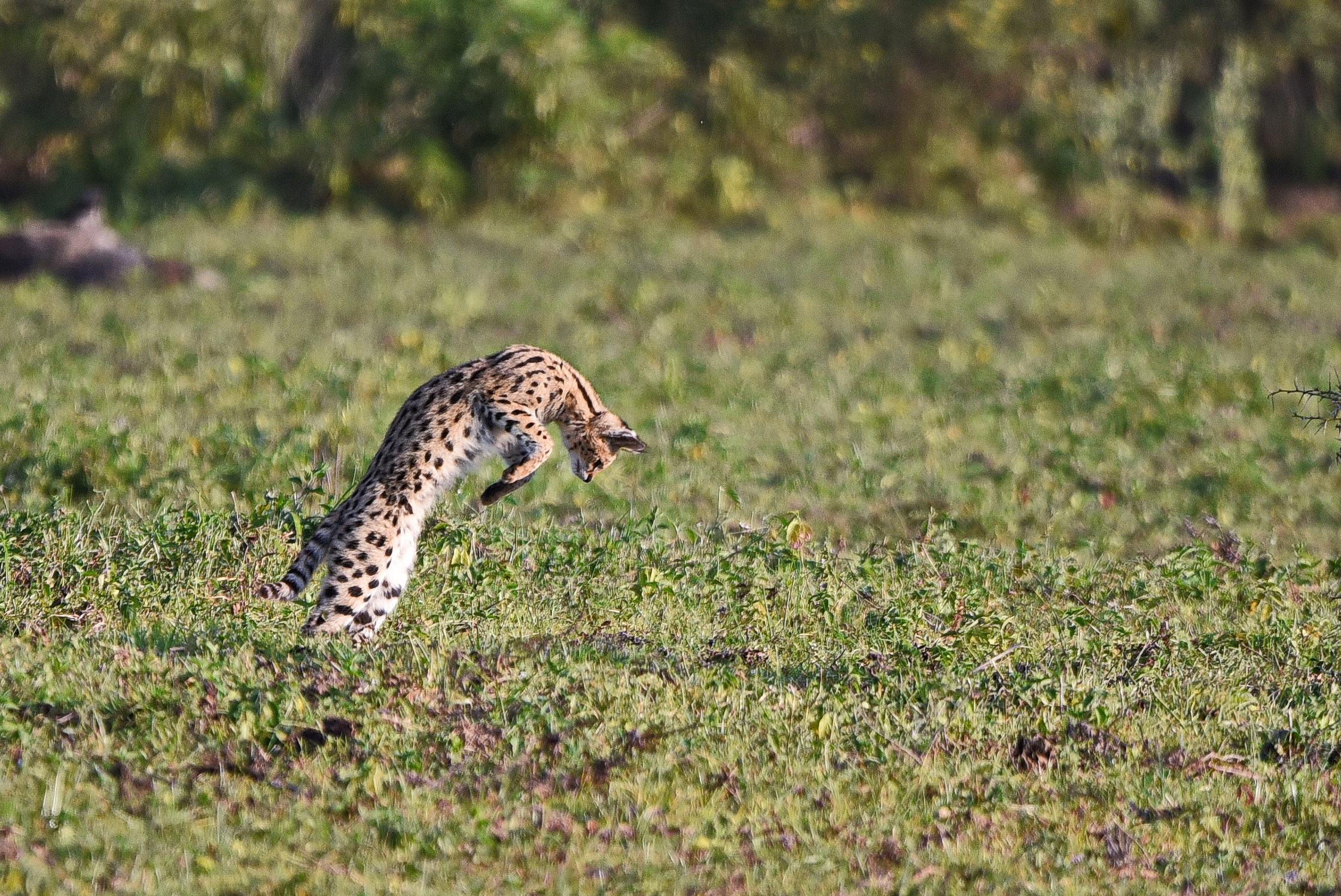 Serval Cat