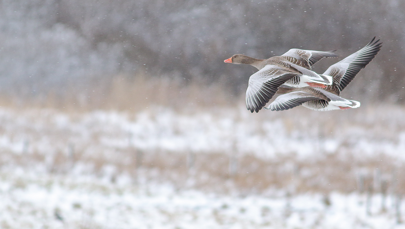 Setback    Greylag goose