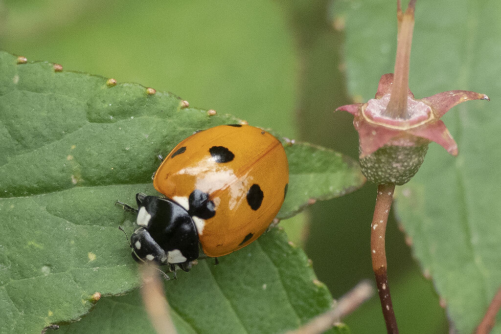 Seven-spot Ladybird