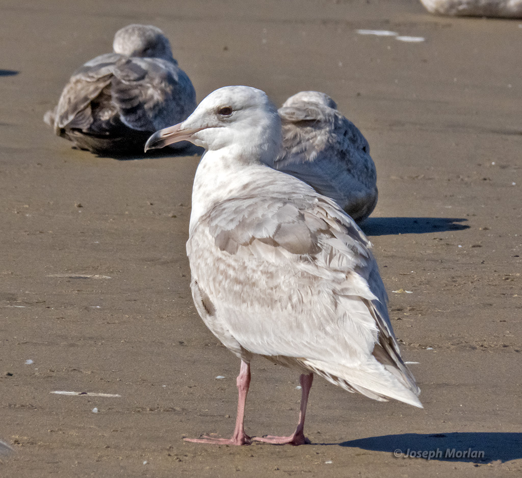 "Seward Gull" - Glaucous-winged Gull X Glaucous Gull