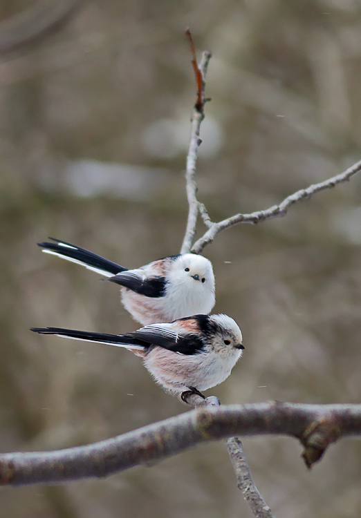 SF  Do you come from England?Long-tailed tit