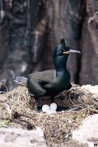 Shag on nest