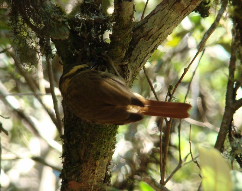 Sharp-billed Treehunter