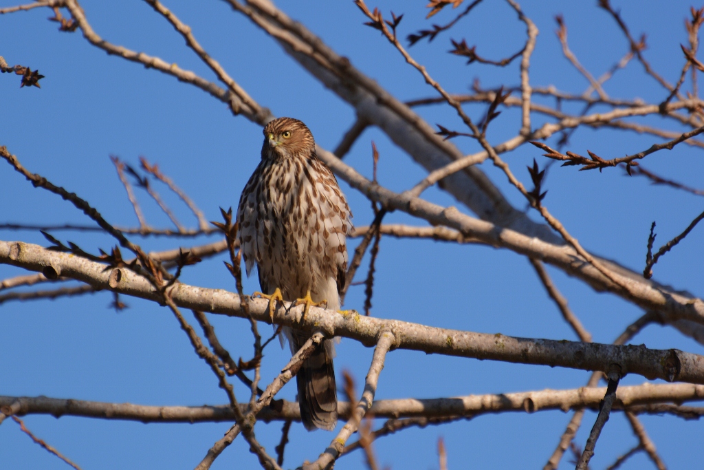 Sharp Shinned Hawk