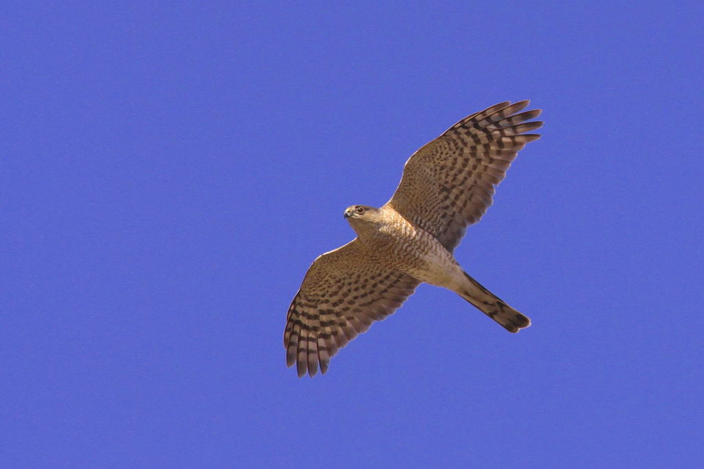 Sharp-Shinned Hawk