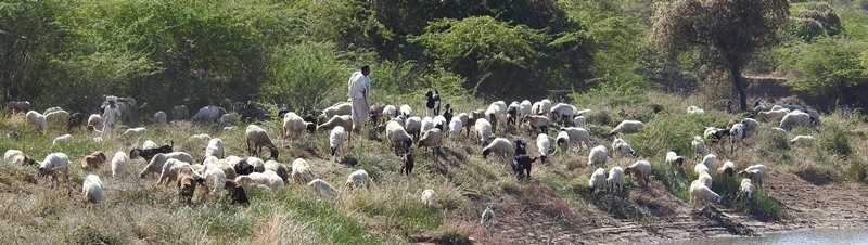 Sheeps Grazing