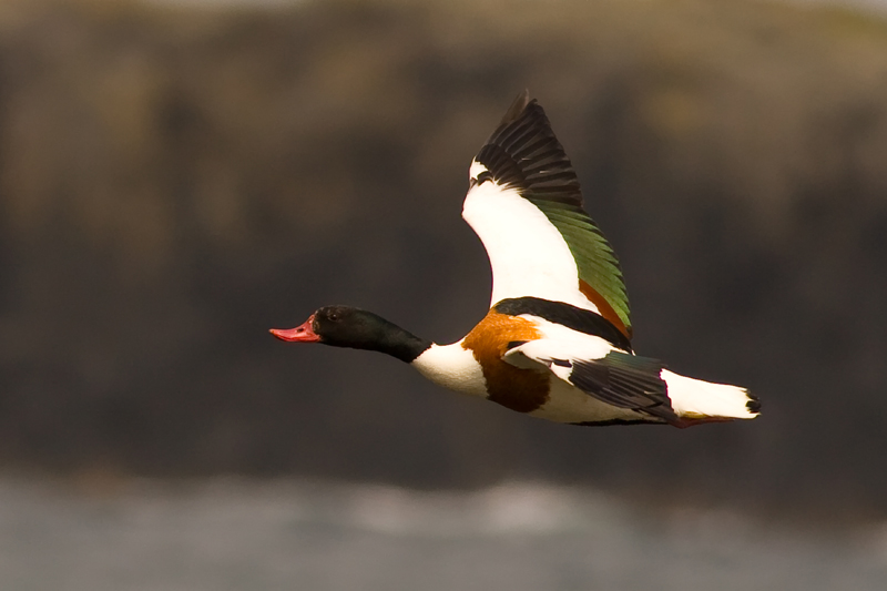 Shelduck